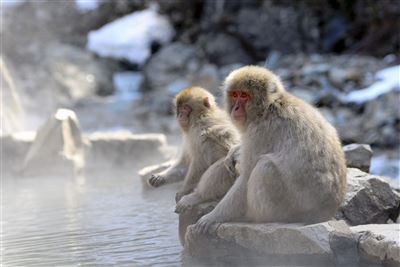 Impression Affen im Onsen